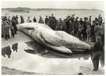 Aangespoelwalvis op het strand van Wijk aan Zee. NL-HlmNHA 54013941
