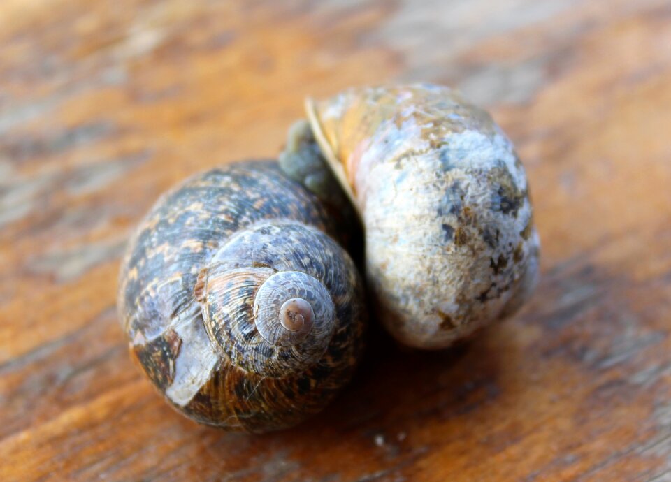 Romance amour snail