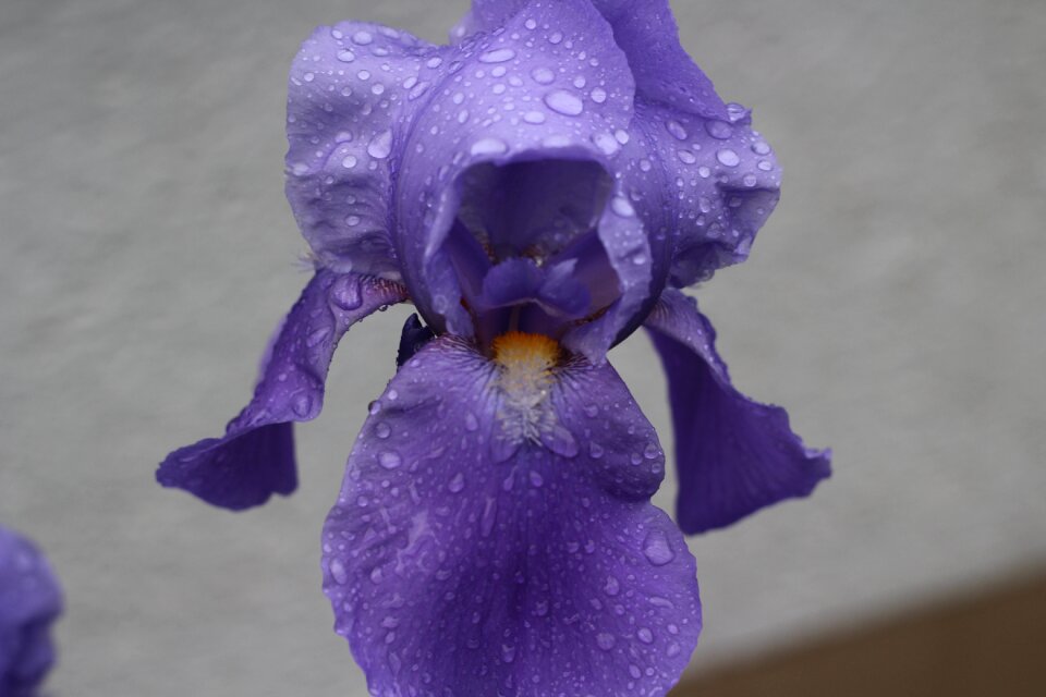 Lily drop of water flower foot