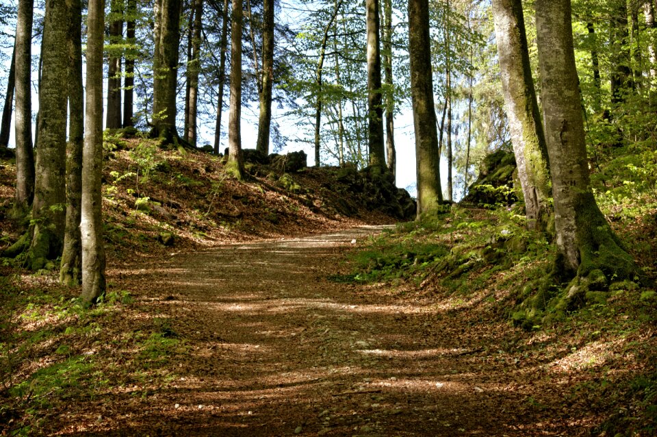 Nature forest recovery