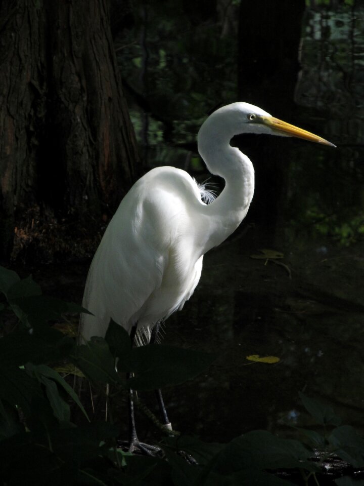Large heron wetlands