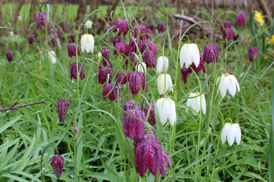 Vibeæg spring fritillaria