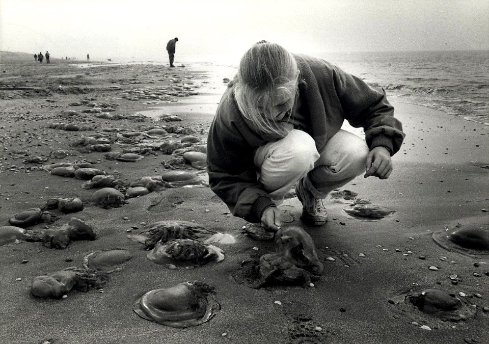 Aangespoelde blauwe kwallen op het Bloemendaalsestrand. Aangekocht in 1988 van United Photos de Boer. - Negatiefnummer 28208 k 17 A. - Gepubliceerd in het Haarlems Dagblad van 06-10-1987. Identificati