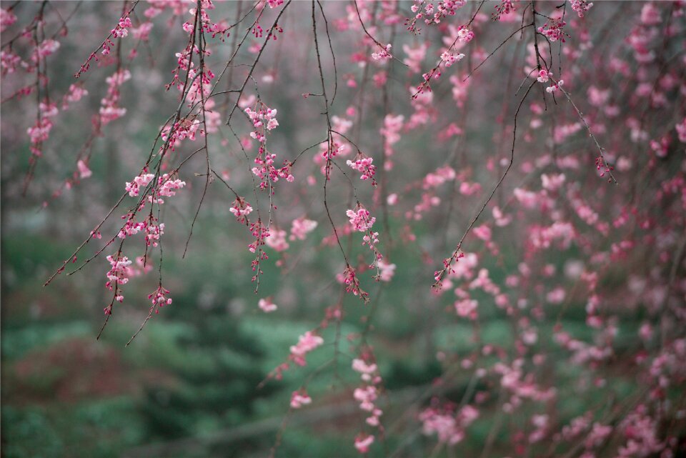 Beauty red green