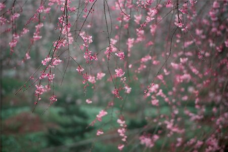 Beauty red green