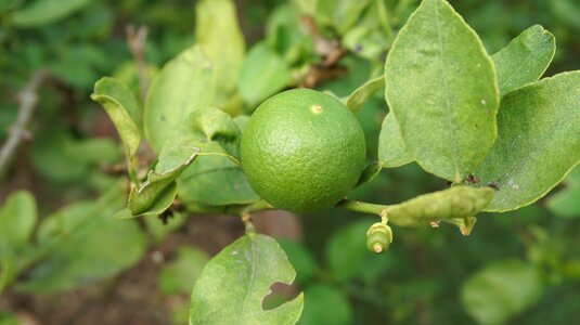 Lemon green such as lemon wood