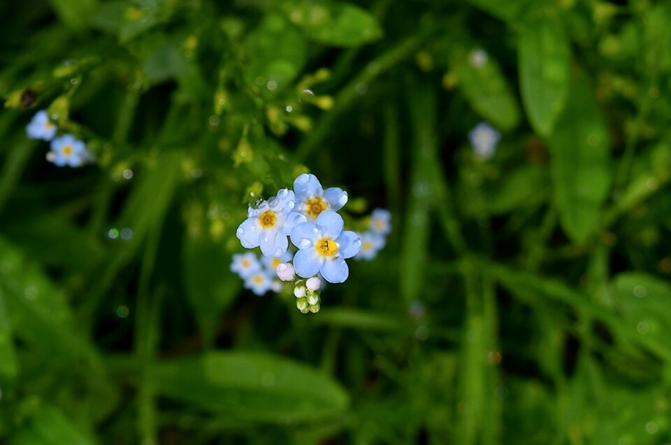Rain floral nature