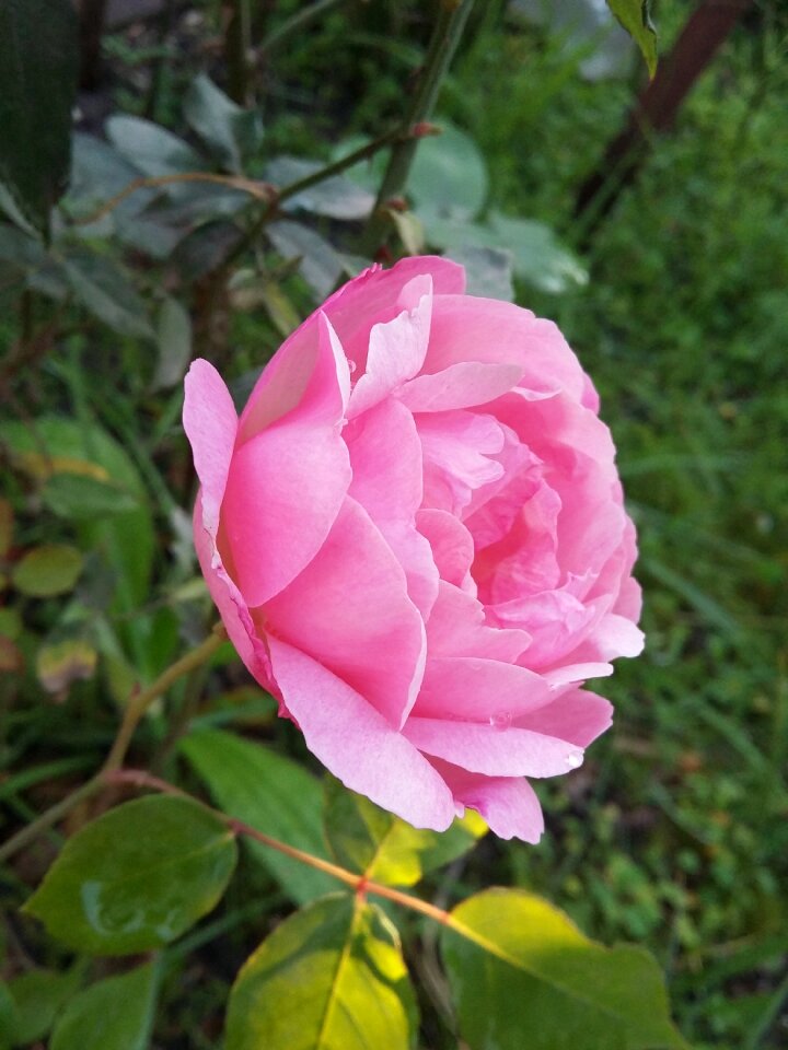 Roses nature flowers
