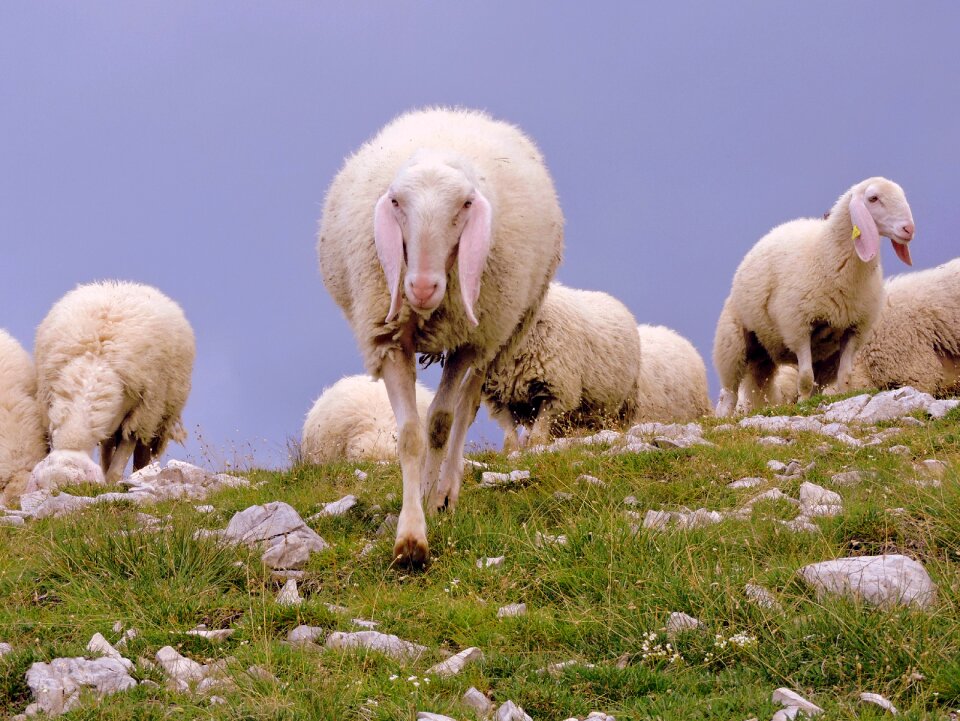 Mountain grass meeting
