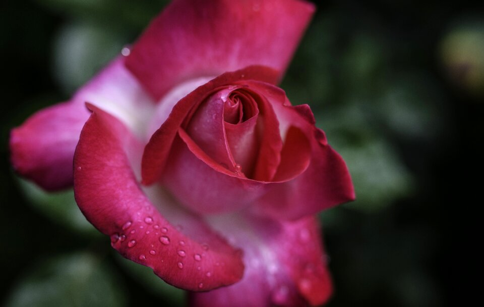 Flower dew red