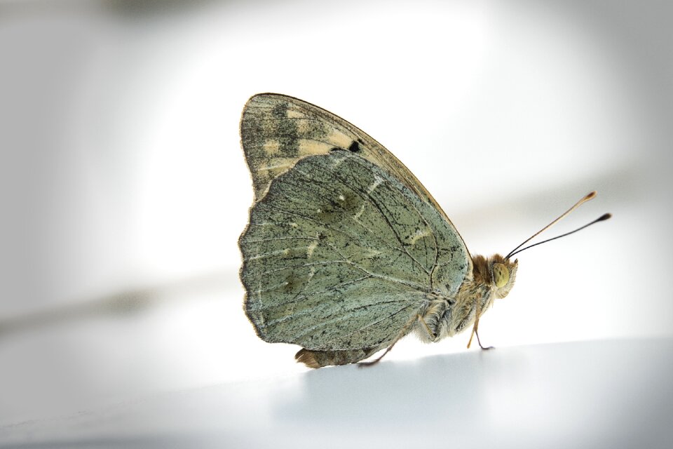 Butterfly insect Free photos