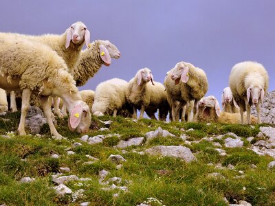 Animal mountain grass