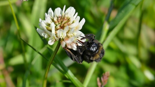 White red clover nature