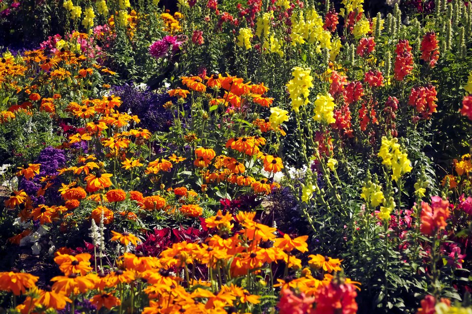 Meadow spring wild flowers