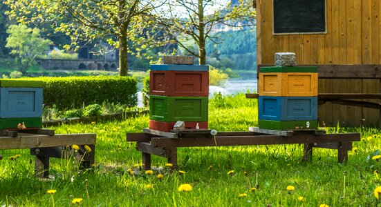 Spring flowers bee box