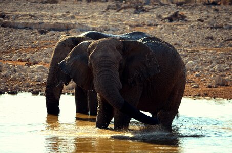 Proboscis wild animals africa
