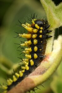 Fauna insect macro photo