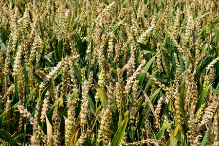 Cereals cornfield grain photo
