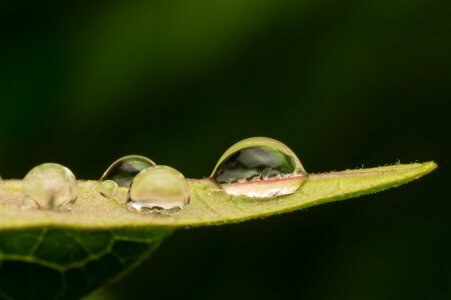 Droplets water green photo