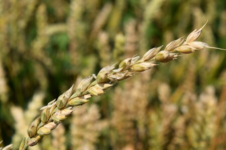 Close up cornfield ear photo