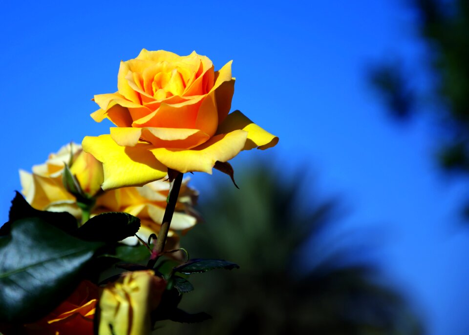 Blooming spring blue rose