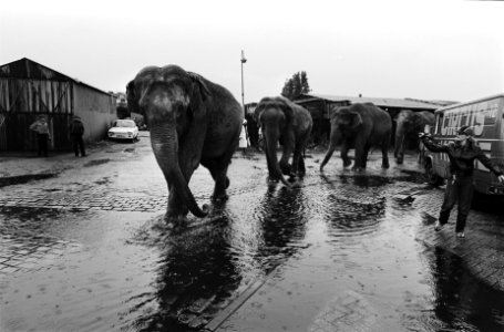 Aankomst olifanten ivm voorstelling Circus Krone , Amsterdam een rij olifant, Bestanddeelnr 930-9071