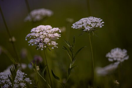 White white flowers meadow