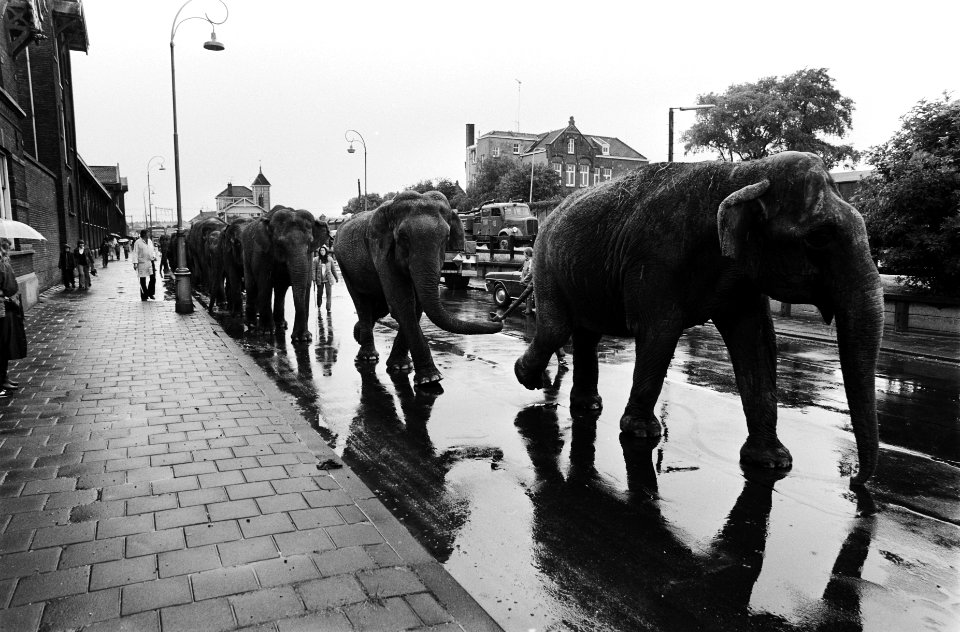 Aankomst olifanten ivm voorstelling Circus Krone , Amsterdam een rij olifant, Bestanddeelnr 930-9072