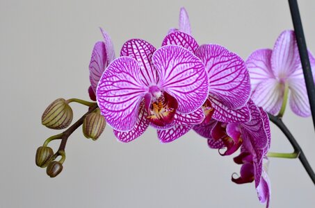 Nature plant beautiful