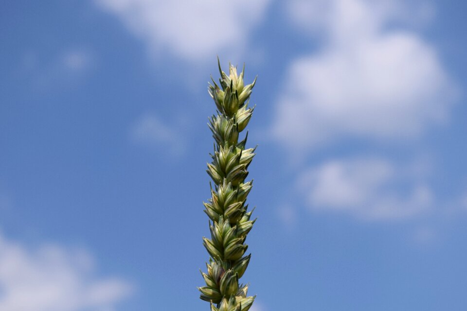 Nature ear close up