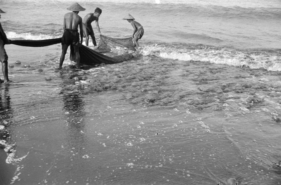 Aan het strand van Tjilatjap wordt druk gevist met behulp van sleepnetten, die d, Bestanddeelnr 1614-2-3