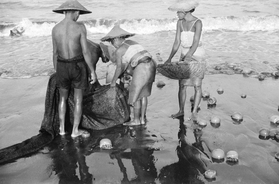 Aan het strand van Tjilatjap wordt druk gevist met behulp van sleepnetten, die d, Bestanddeelnr 1614-3-4