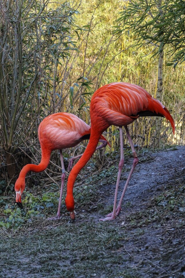 Water bird pink flamingo animal