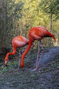 Water bird pink flamingo animal photo