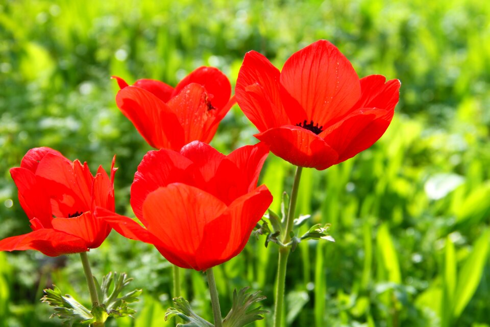Floral bloom garden