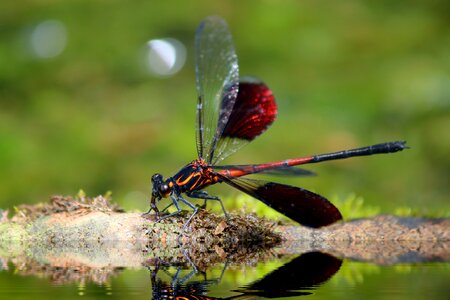 Odonata euphaeidae euphaea formosa hagen