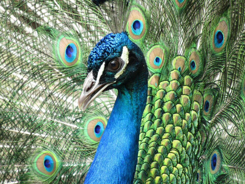 Male peacock feathers zoo