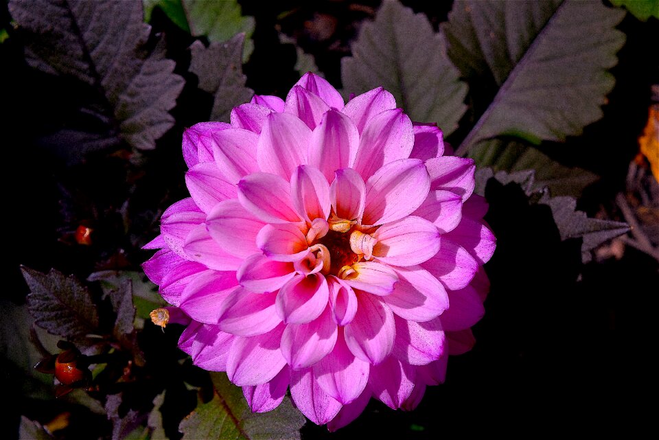 Bloom spring floral
