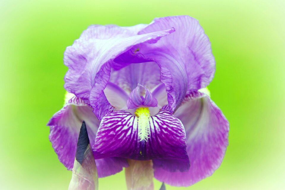 Flower nature purple flowers