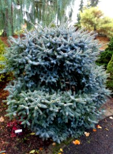 Abies pinsapo 'Horstmann' - Oregon Garden - Silverton, Oregon - DSC00267