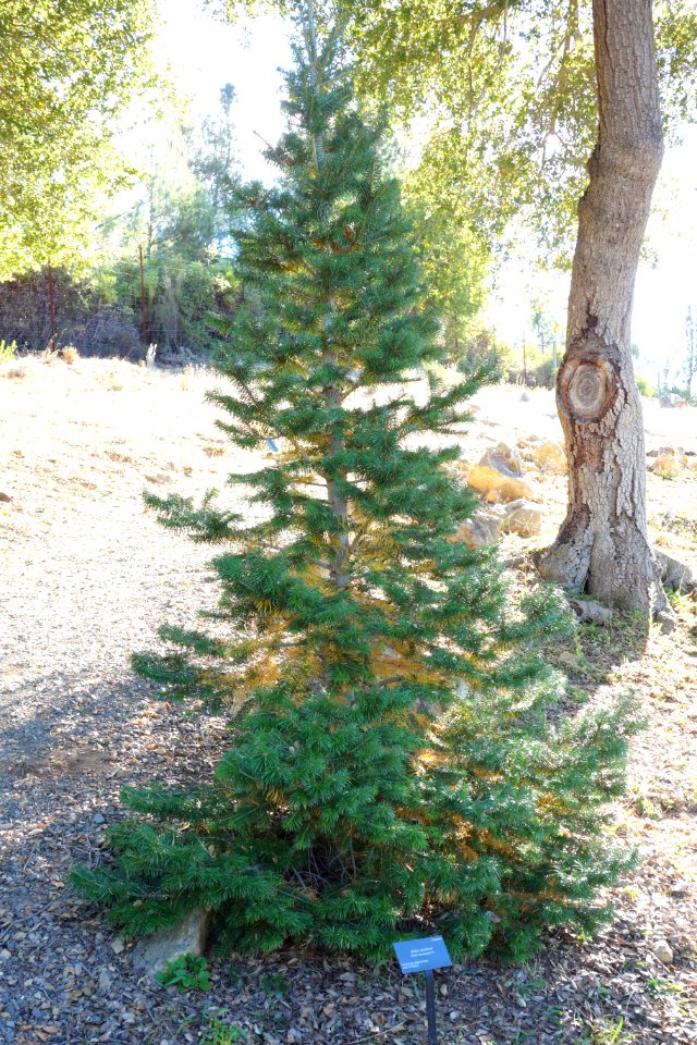 Abies pindrow - Quarryhill Botanical Garden - DSC03470