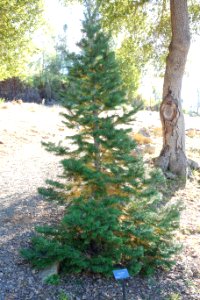 Abies pindrow - Quarryhill Botanical Garden - DSC03470