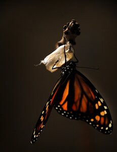 Insect nature wings