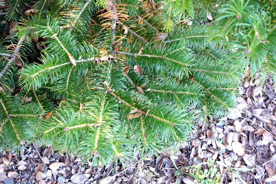 Abies pindrow - Quarryhill Botanical Garden - DSC03472