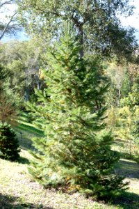 Abies pindrow - Quarryhill Botanical Garden - DSC03474