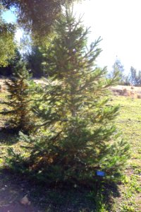 Abies pindrow - Quarryhill Botanical Garden - DSC03467