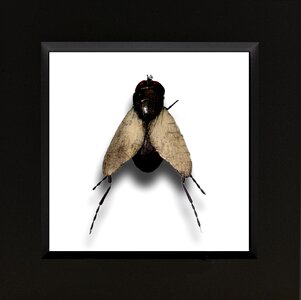 Insect art fly