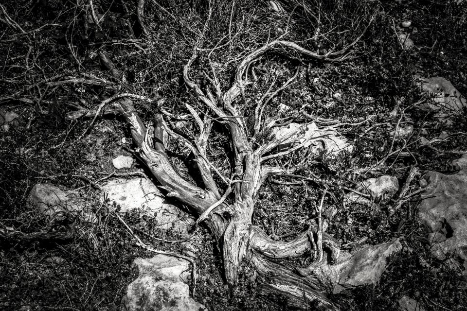 Plant ground black and white