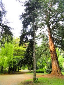 Abies numidica - Botanischer Garten Freiburg - DSC06468