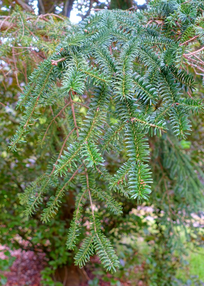 Abies numidica 'Glauca' - Hillier Gardens - Romsey, Hampshire, England - DSC04885